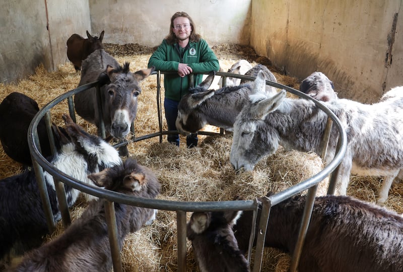 Robert Wallace from Kinedale Donkeys in Ballynahinch.
PICTURE COLM LENAGHAN