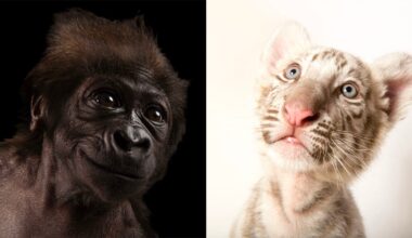 Photographer Captures Hundreds of Adorable Baby Animals