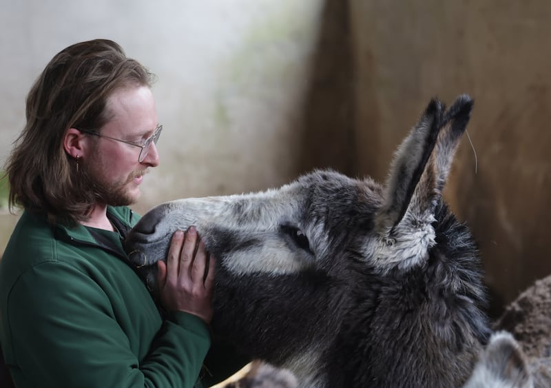 Robert Wallace from Kinedale Donkeys in Ballynahinch.
PICTURE COLM LENAGHAN