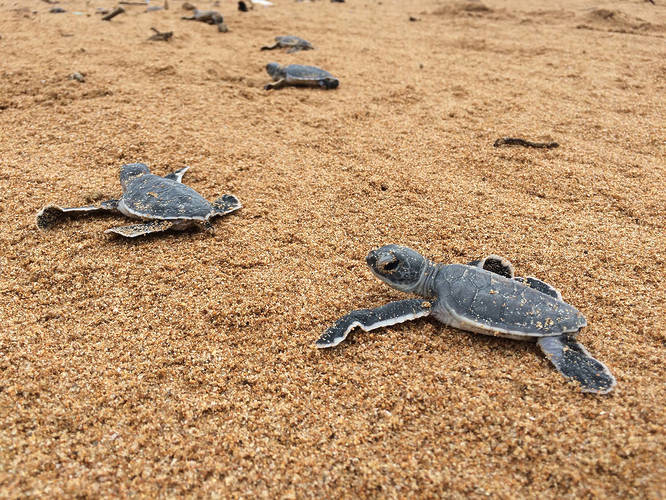 Lamu Marine Conservation Turtle Hatchlings