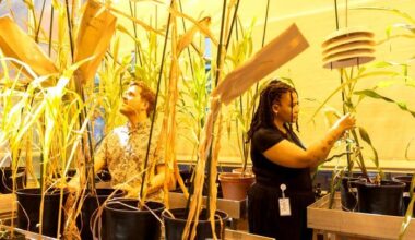 science, wheat, lab