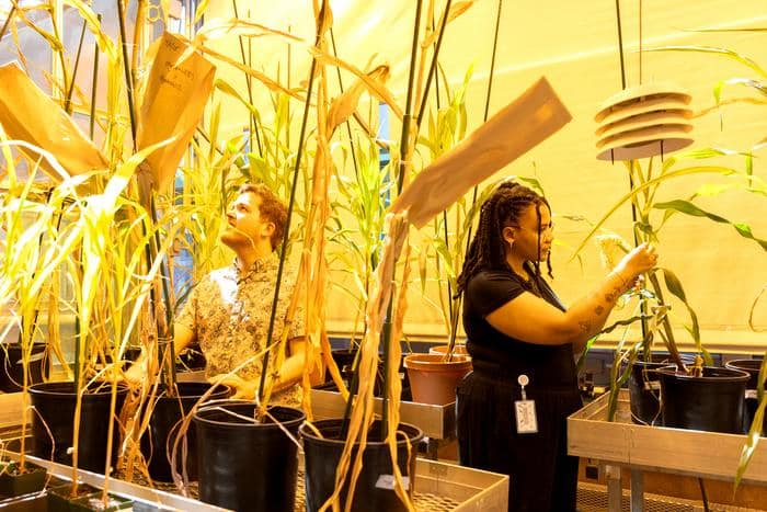 science, wheat, lab