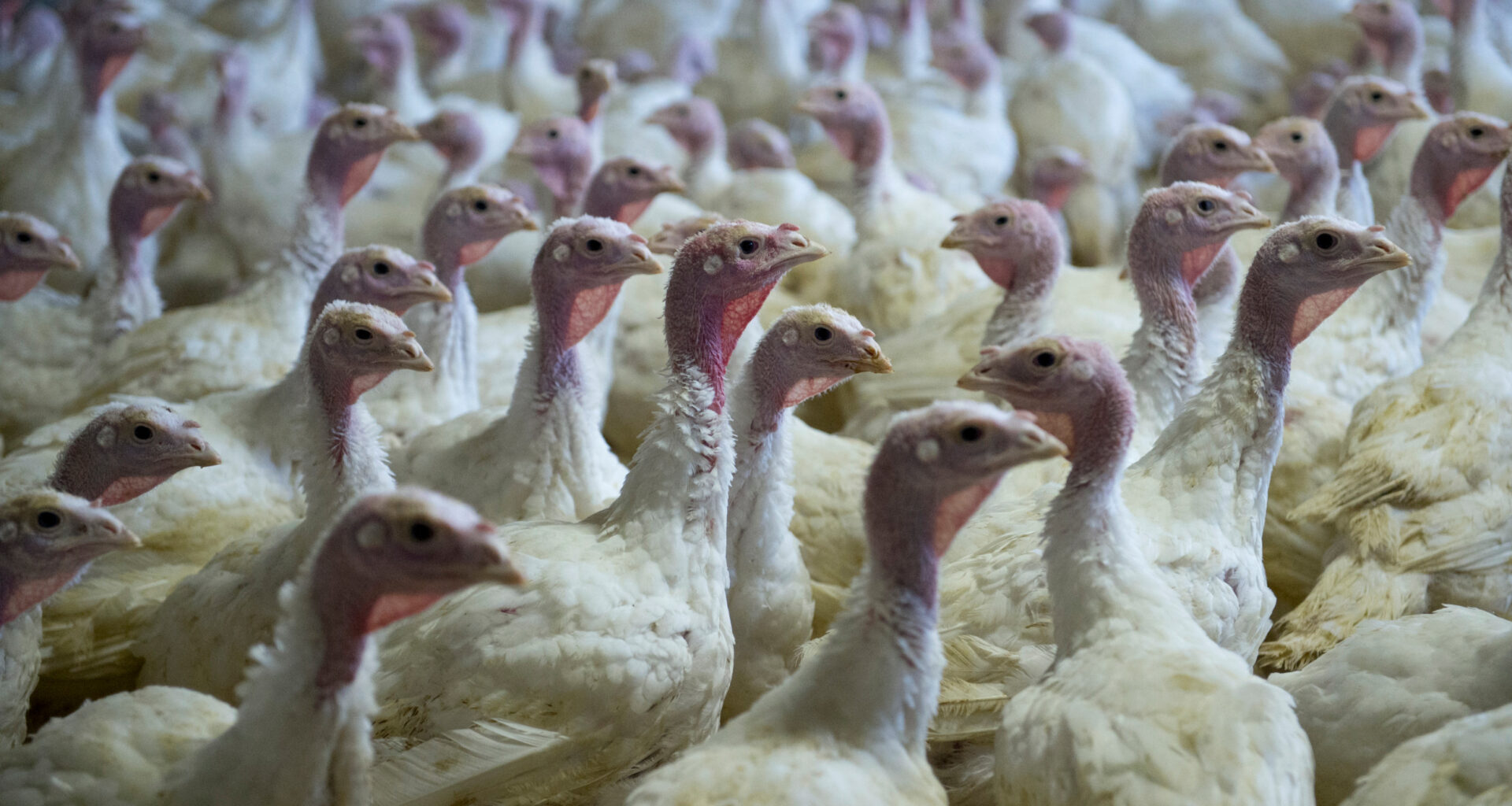 Russia overtakes US as top turkey meat exporter to China
