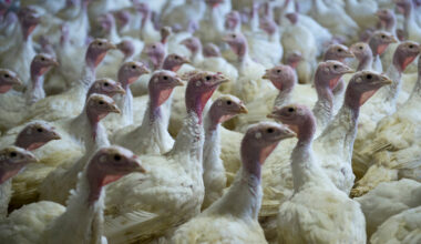 Russia overtakes US as top turkey meat exporter to China