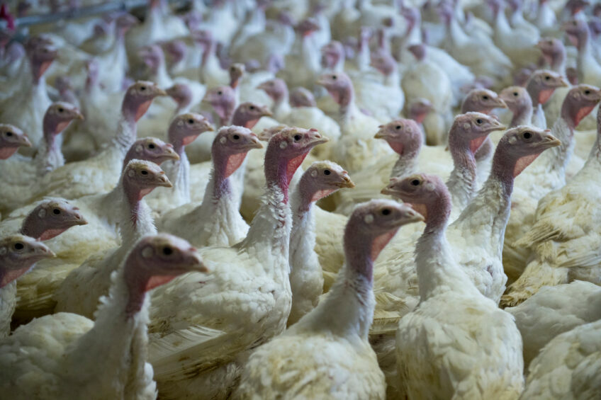 Around 60% of Russian turkey is exported to China. Photo: Marcel van Hoorn.