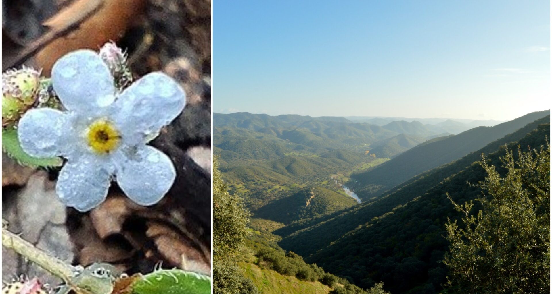 ‘Extinct’ plant species rediscovered in Spain’s Andalucia after 40 years