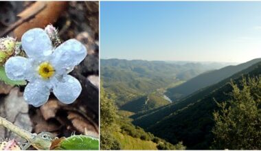 ‘Extinct’ plant species rediscovered in Spain’s Andalucia after 40 years