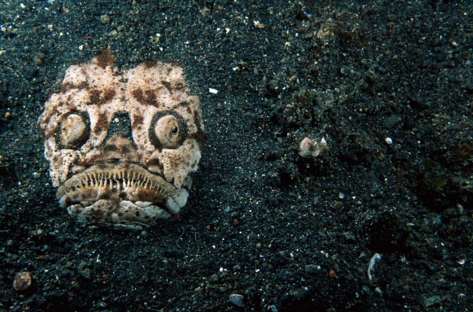 Underwater photo of a fish buried in sand.