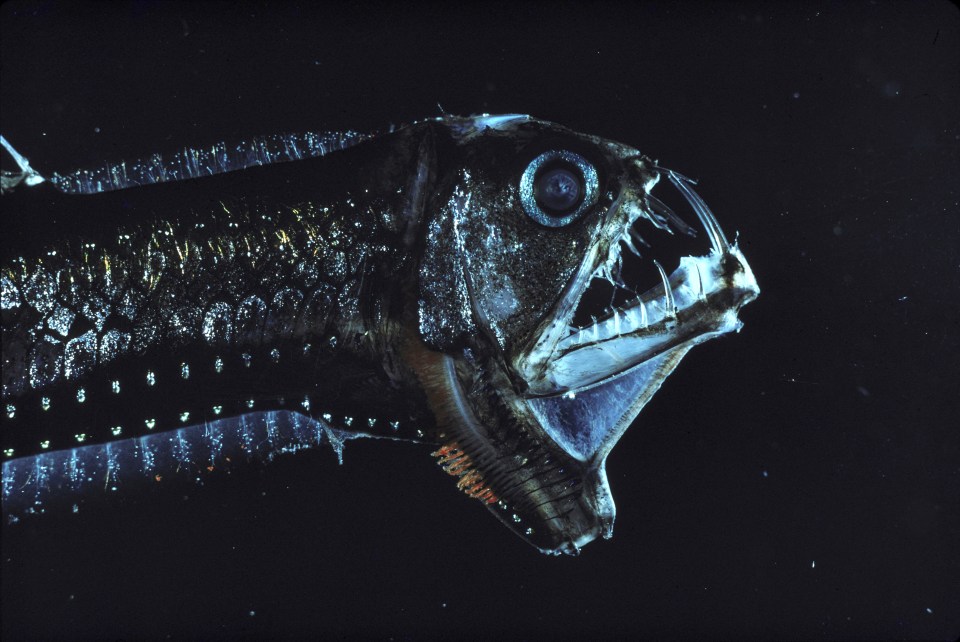Close-up of a deep-sea fish's head and mouth.