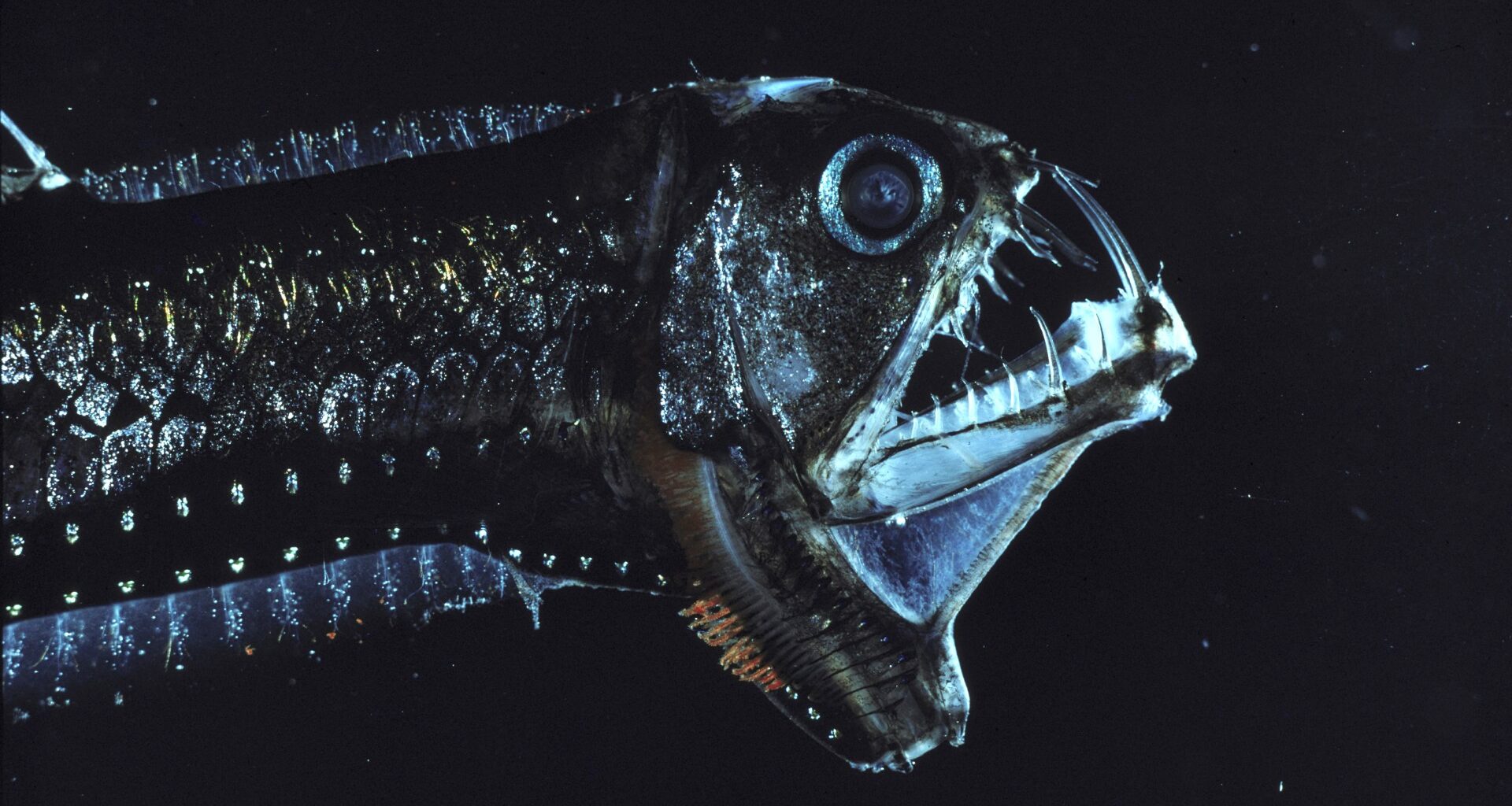 Most terrifying deep-sea creatures ever found as scientists reveal they've explored only 0.001% of ocean floor