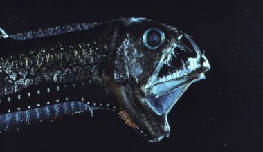 Most terrifying deep-sea creatures ever found as scientists reveal they've explored only 0.001% of ocean floor