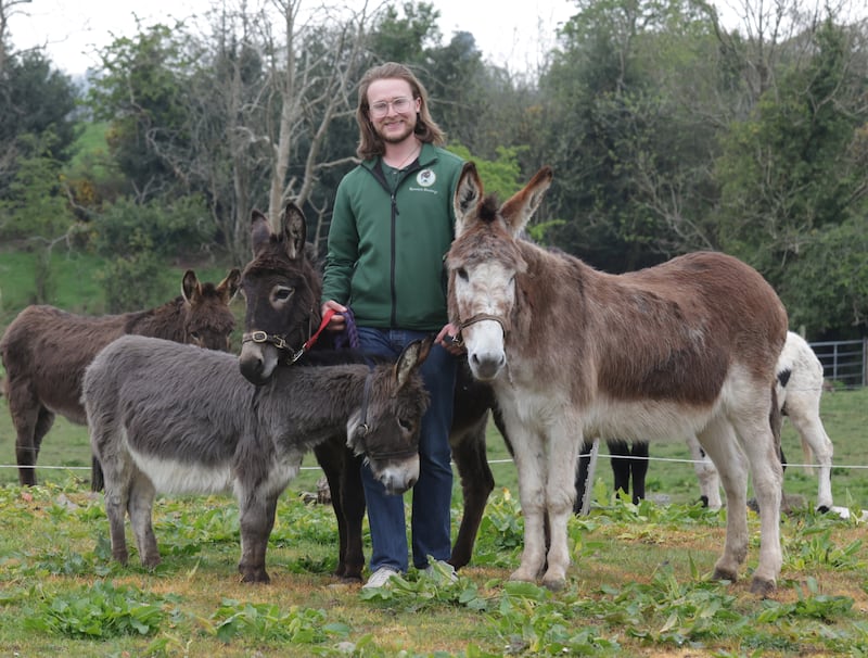 Robert Wallace from Kinedale Donkeys in Ballynahinch.
PICTURE COLM LENAGHAN