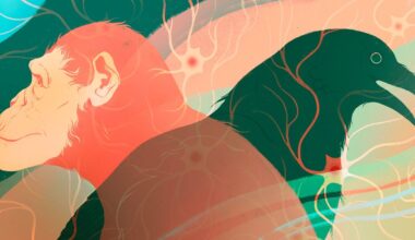 Intelligence on Earth Evolved Independently at Least Twice