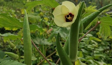 Okra and Fenugreek Extracts Safely Remove Microplastics From Water in New Texas Research