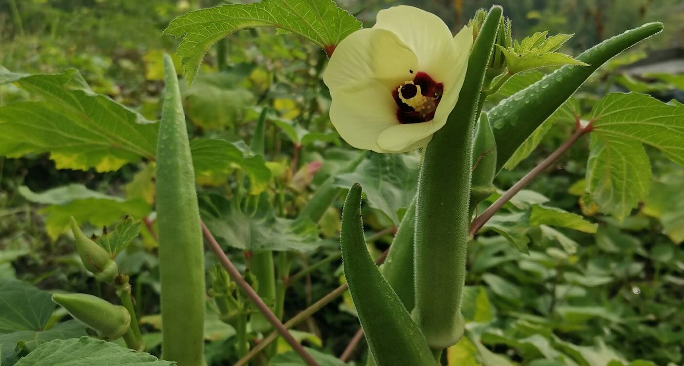 Okra and Fenugreek Extracts Safely Remove Microplastics From Water in New Texas Research