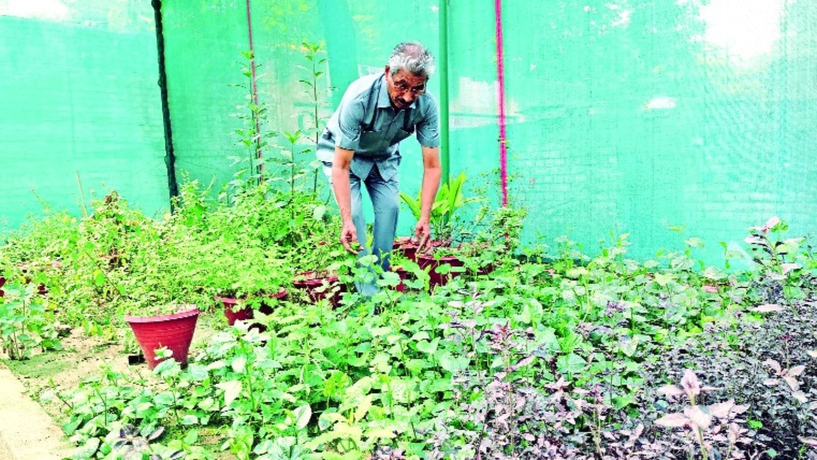 Om Parkash, herbal garden, Chandigarh