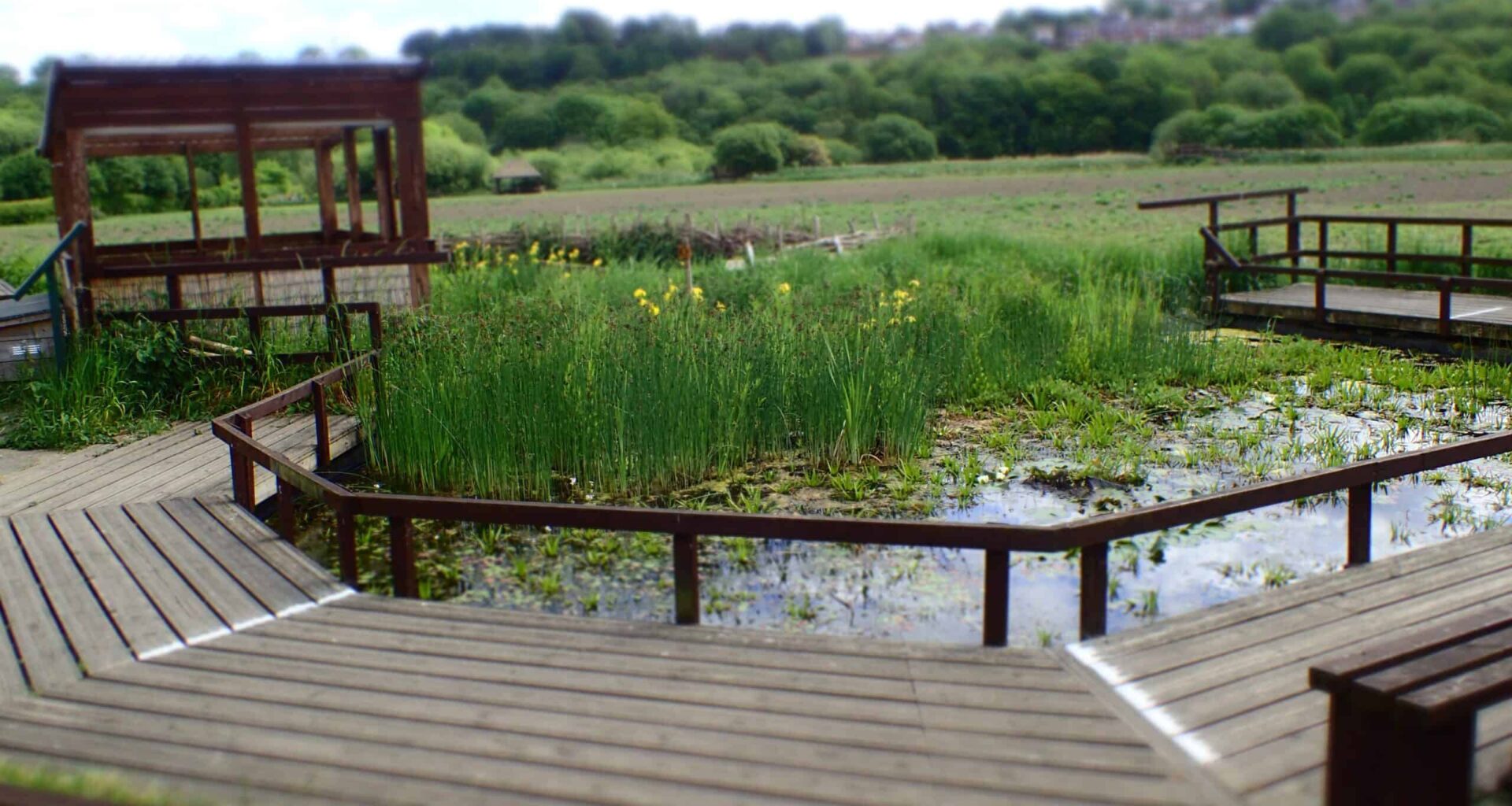 Rodley Nature Reserve issues plea over tadpoles