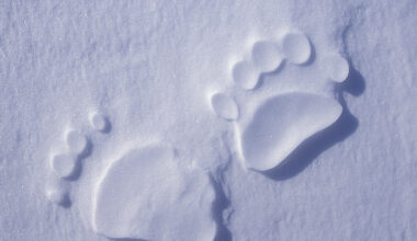 About Last Week's Polar Bear Attack on Baffin Island... » Explorersweb