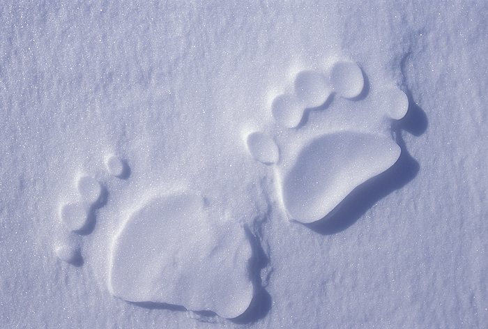 About Last Week's Polar Bear Attack on Baffin Island... » Explorersweb