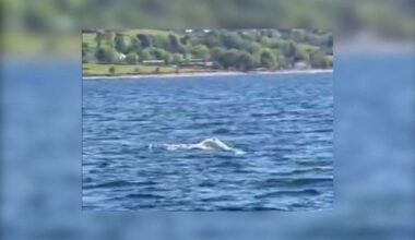 Amazingly rare yet ‘worrying’ creature spotted in Ullapool loch