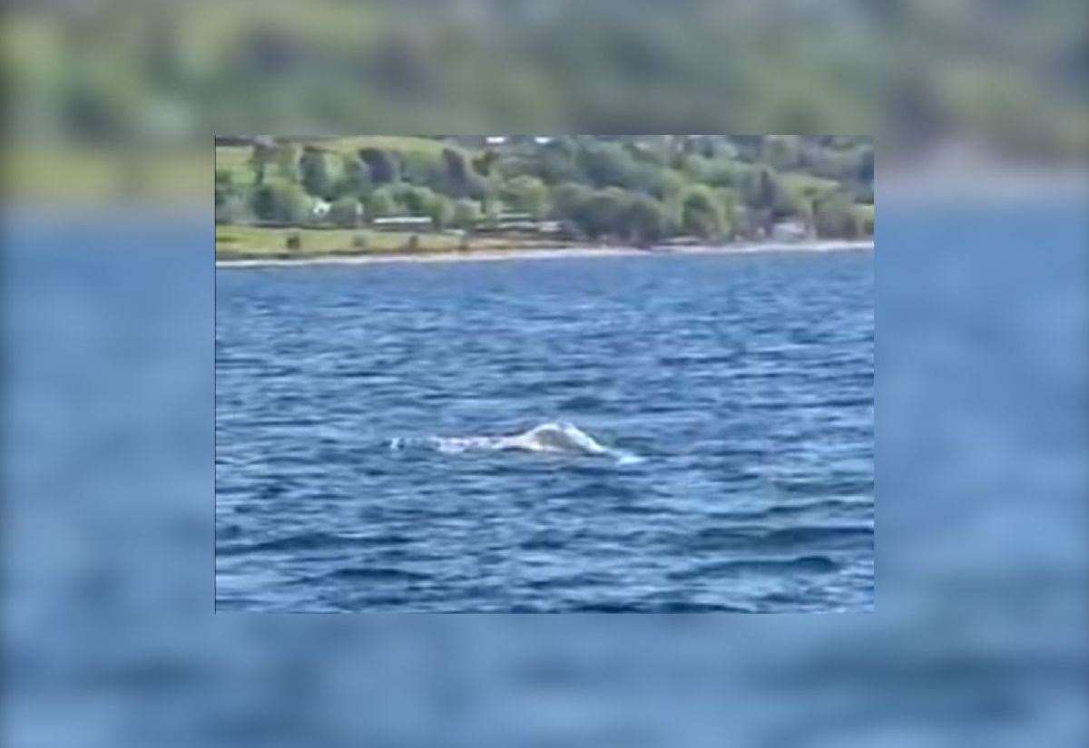 Amazingly rare yet ‘worrying’ creature spotted in Ullapool loch