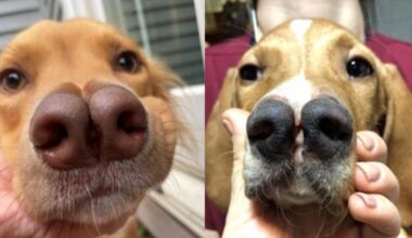 On the right, a Turkish Pointer, and on the left, a mixed-breed dog with a similar forked nose.