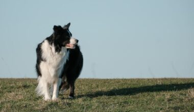 Herding dogs: Genetic study reveals why they are smart, social and focused