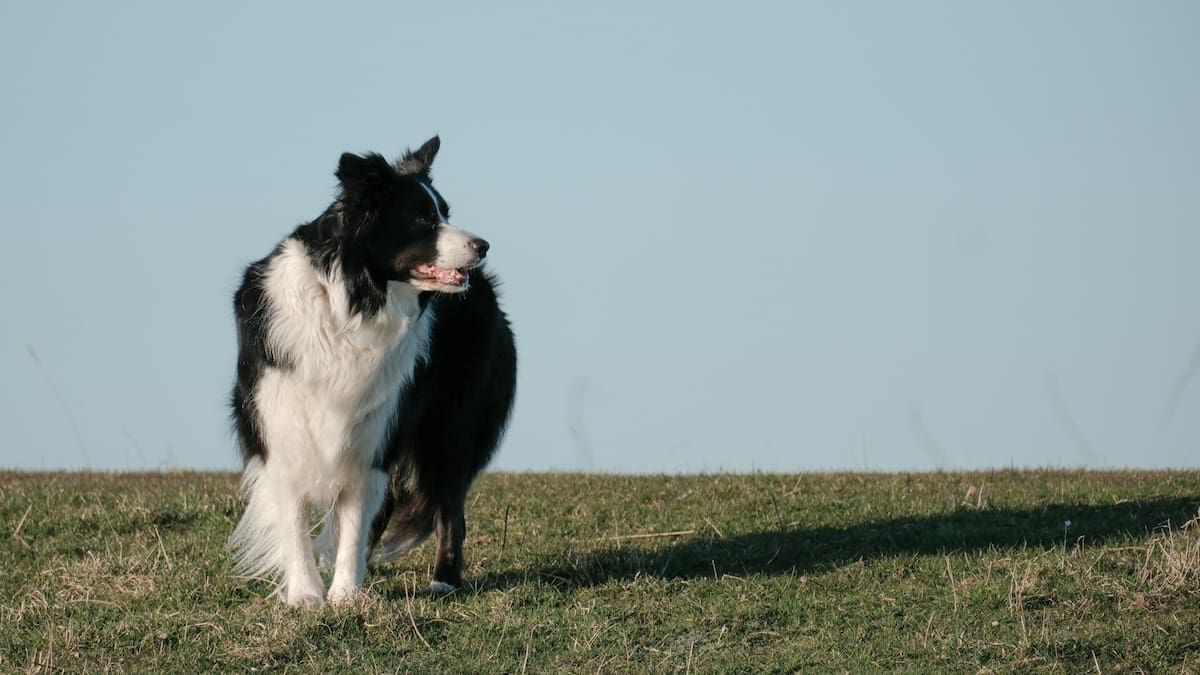 Herding dogs: Genetic study reveals why they are smart, social and focused