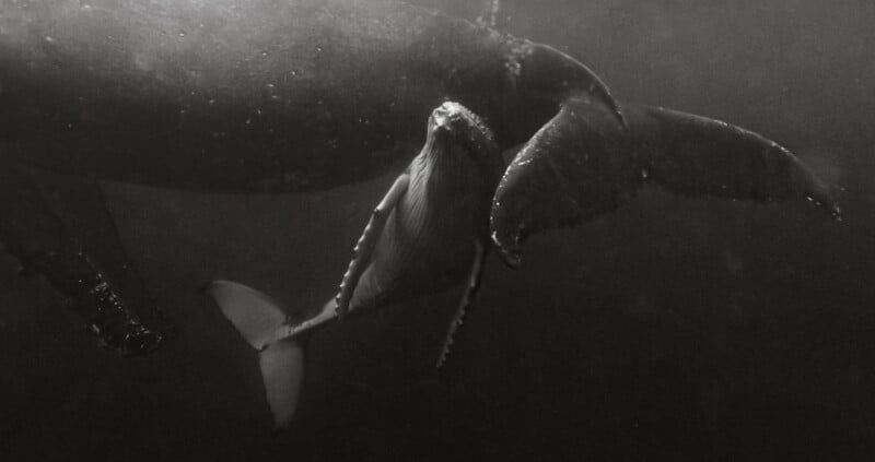 A black and white underwater photo shows a humpback whale calf swimming closely beneath its much larger mother, with the mother’s tail and part of her body visible.