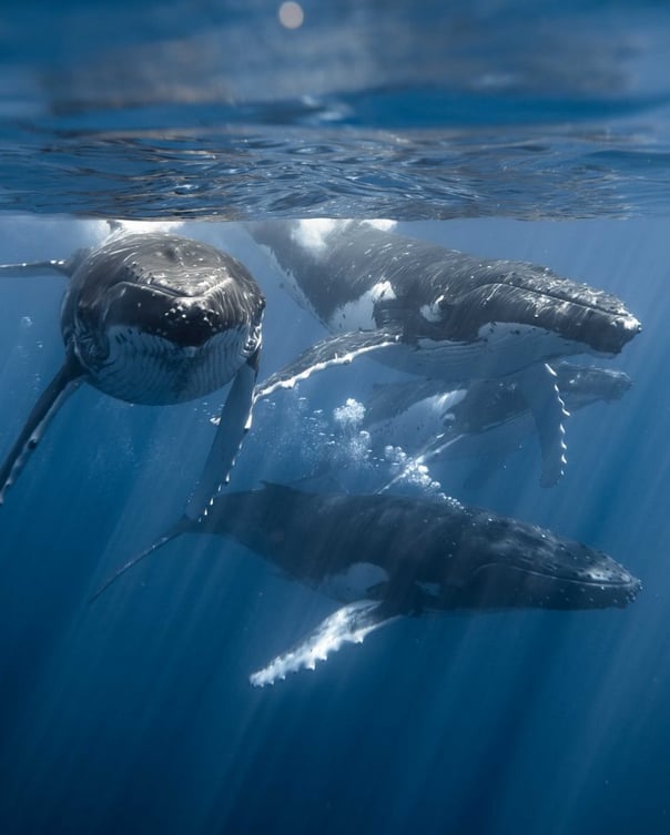 A group of humpback whales swims underwater in clear blue ocean, with sunlight streaming through the water and illuminating the whales from above.