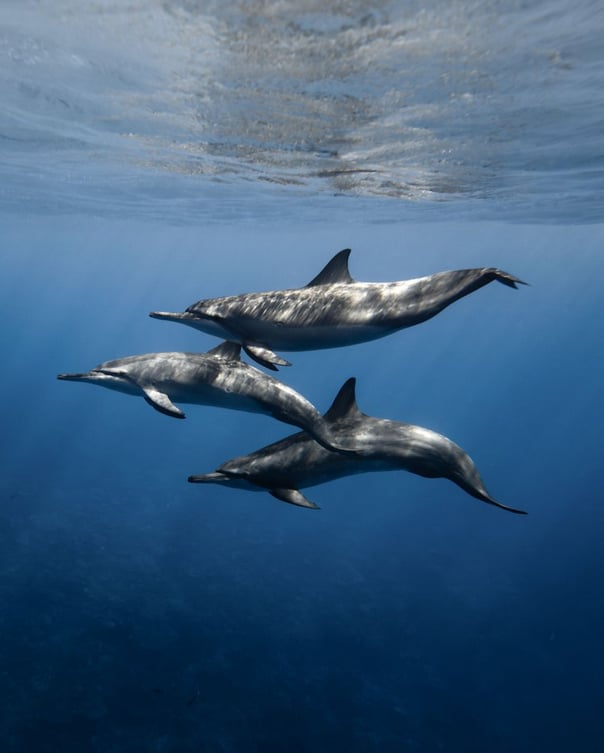 Three dolphins swim gracefully underwater in clear blue ocean, sunlight filtering down through the surface above them, highlighting their sleek bodies.
