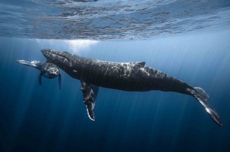 A mother humpback whale swims close to her calf in clear blue ocean water, rays of sunlight shining down from the surface above.