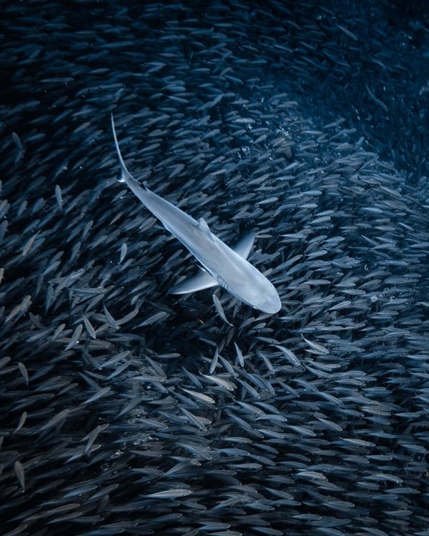 A single shark swims through a dense, swirling school of small fish in deep blue water, creating a striking contrast between the solitary predator and the tightly packed group.