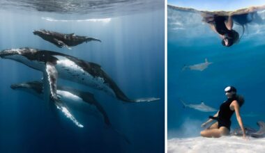 Left: Three humpback whales swim underwater in blue light. Right: A snorkeler in black gear floats above and sits near dolphins in clear, shallow water, with a bright surface reflection above.
