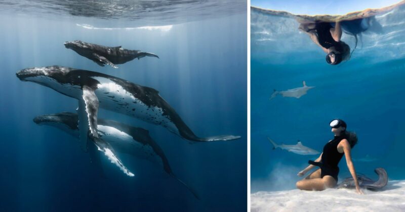 Left: Three humpback whales swim underwater in blue light. Right: A snorkeler in black gear floats above and sits near dolphins in clear, shallow water, with a bright surface reflection above.