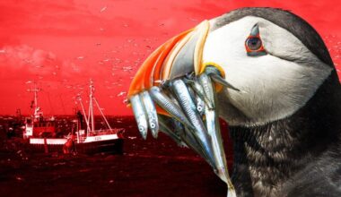 UK in 'great Brexit win' over EU access to puffin fishing waters