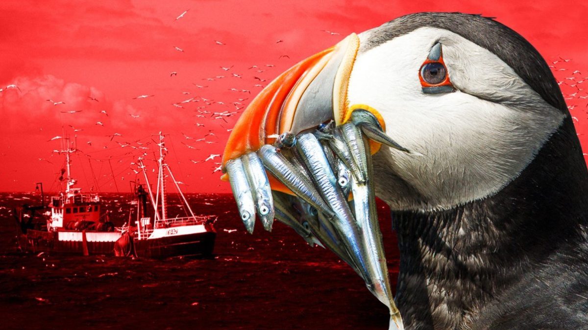 UK in 'great Brexit win' over EU access to puffin fishing waters