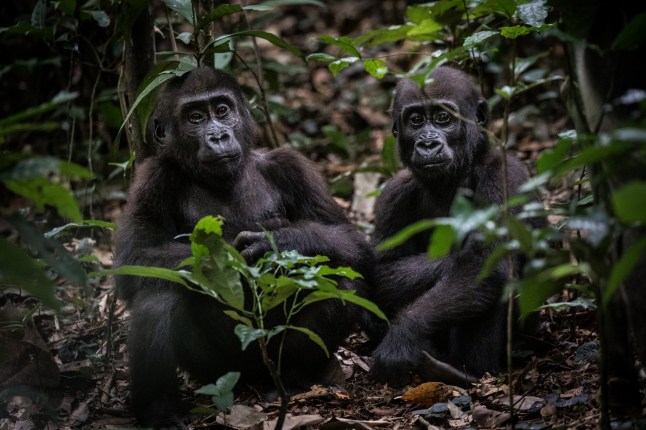 Press image of / from Ngaga Lodge