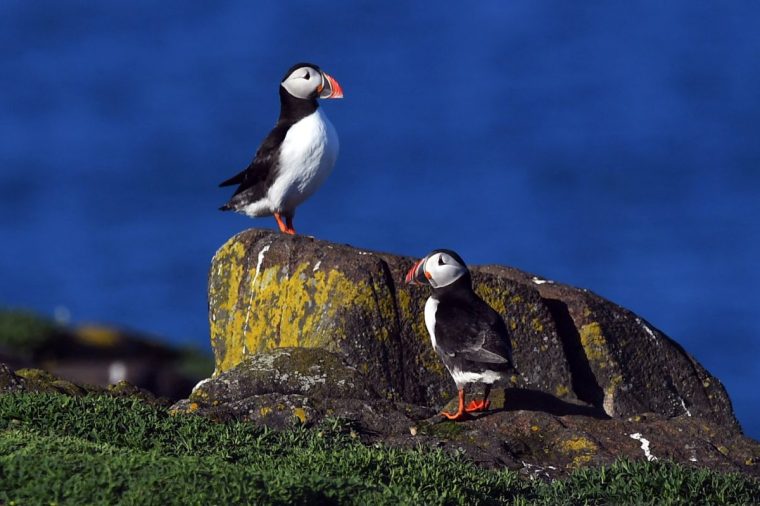 A photograph taken on April 19, 2022 shows puffins on the Isle of May National Nature Reserve in the Firth Of Forth off the East Coast of Scotland. On the Isle of May off the east coast of Scotland, there has been a fall in puffin numbers. 