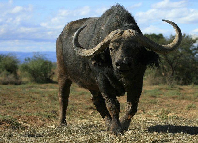 Big Cape Buffalo approaching