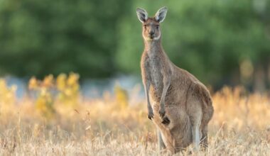 Kangaroo tries to 'drown a man in floodwater after throwing punches at him' | News World