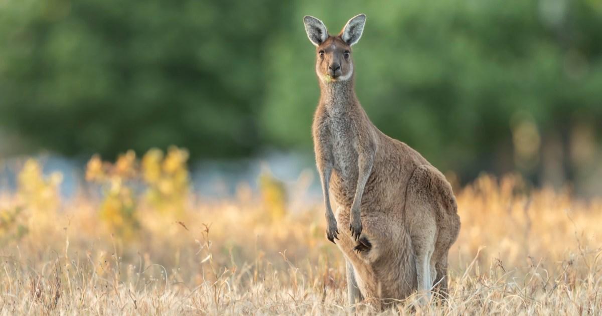 Kangaroo tries to 'drown a man in floodwater after throwing punches at him' | News World