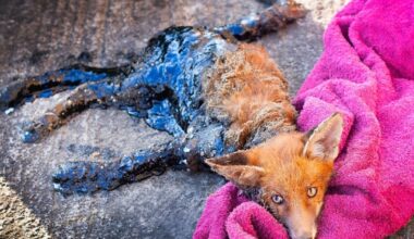 Fox left screaming for hours after becoming submerged and stuck in thick oil | News UK