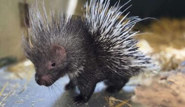 Adorable footage shows porcupette chasing family in den at Port Lympne Safari Park, near Hythe