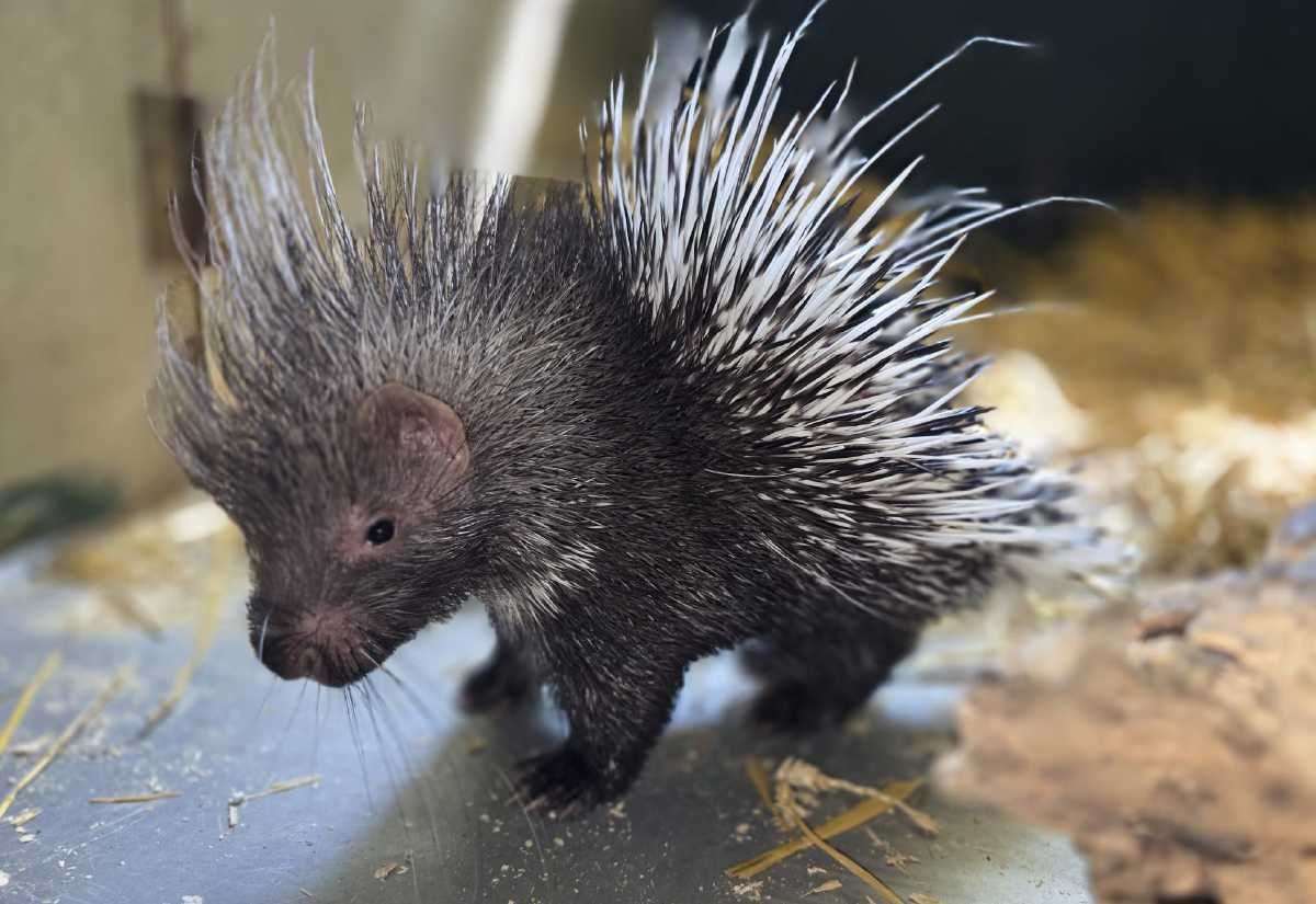 Adorable footage shows porcupette chasing family in den at Port Lympne Safari Park, near Hythe
