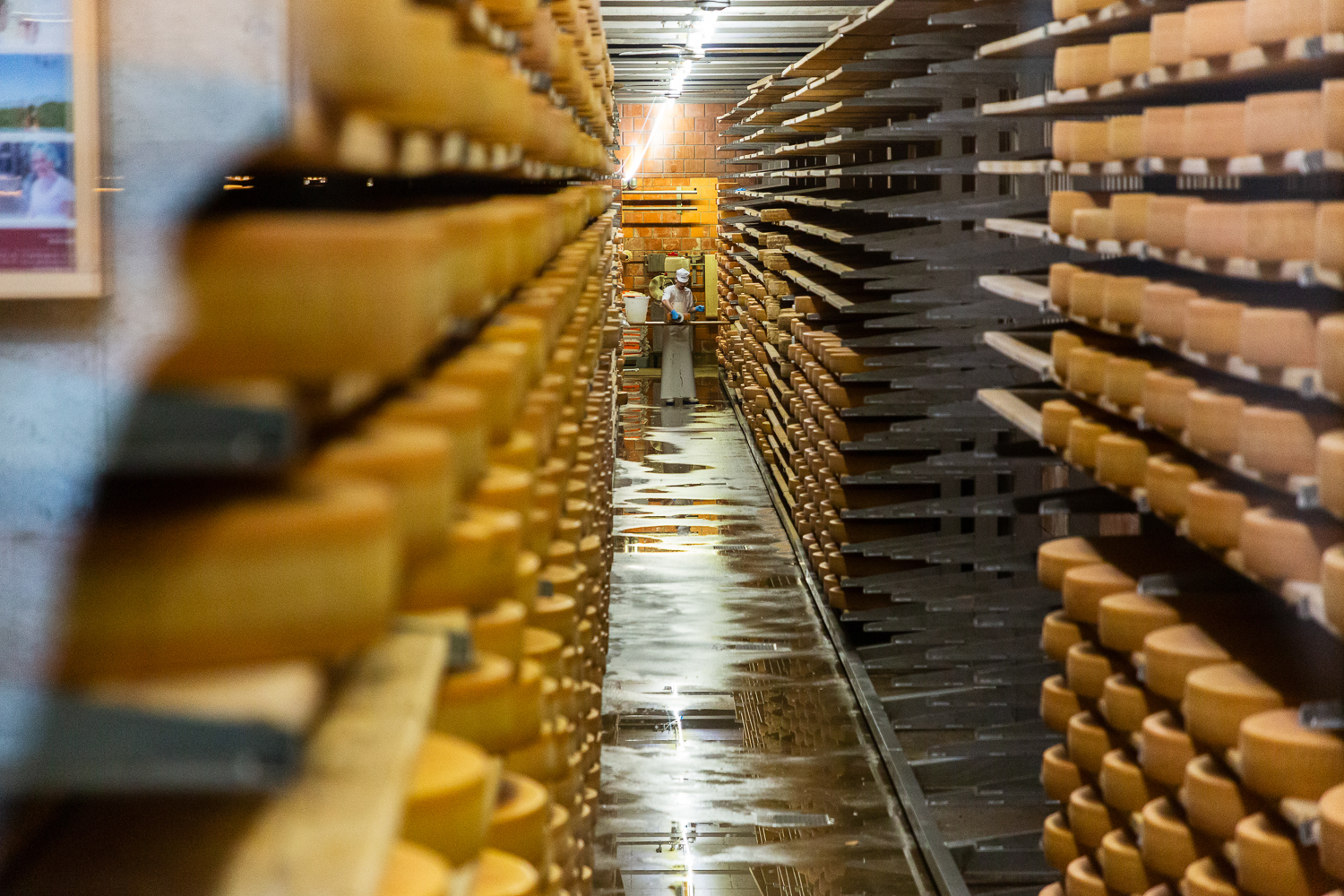 A long aisle lined with shelves full of cheese wheels. In the background, a worker in a white coat.