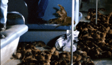 'Rats!' - 'The Final Girls' Filmmaker Directing New York City Rat Infestation Horror Movie