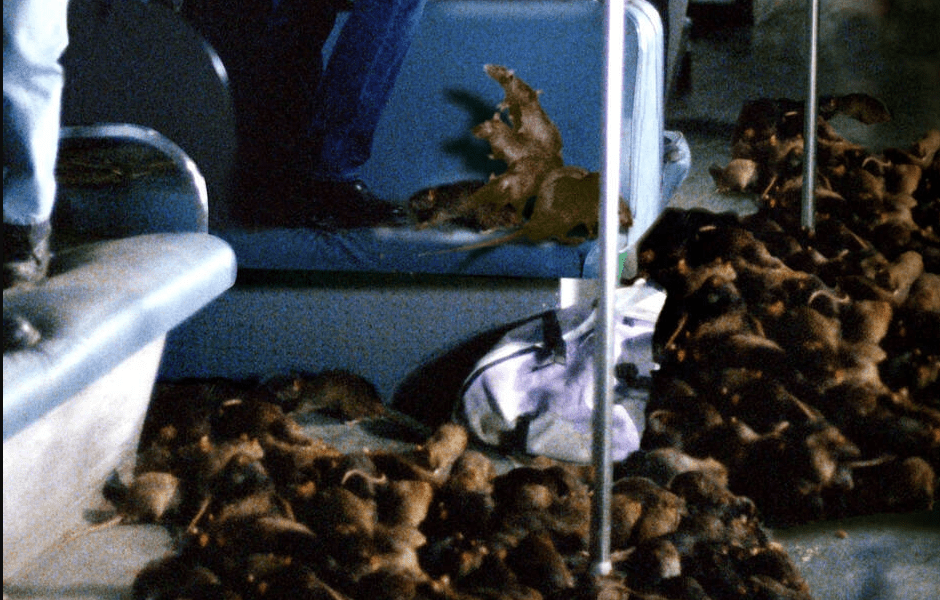 'Rats!' - 'The Final Girls' Filmmaker Directing New York City Rat Infestation Horror Movie