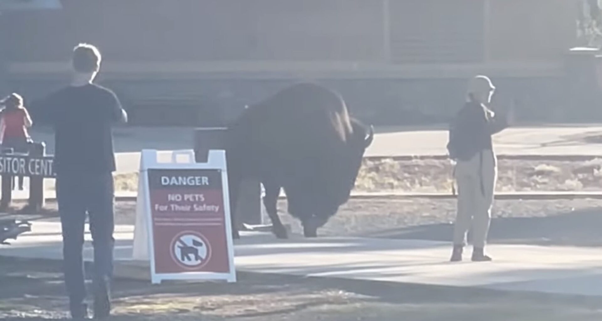 Tourist Approaches Bison For A Selfie @ Yellowstone National Park