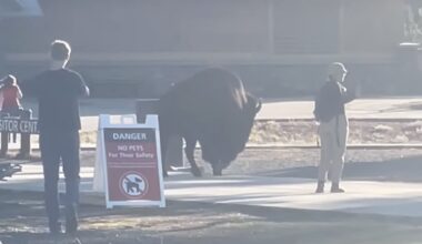 Tourist Approaches Bison For A Selfie @ Yellowstone National Park